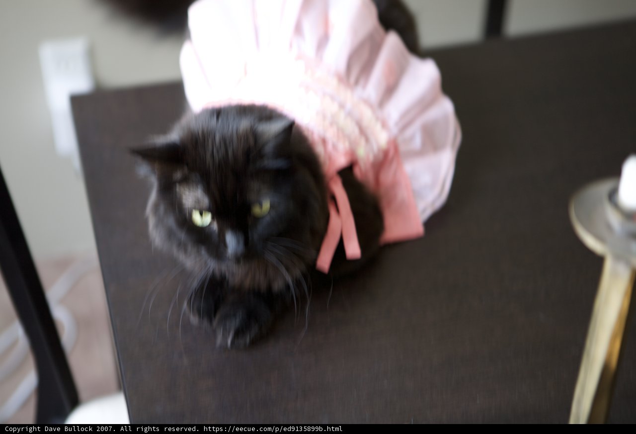 Isabella's Fashion Statement