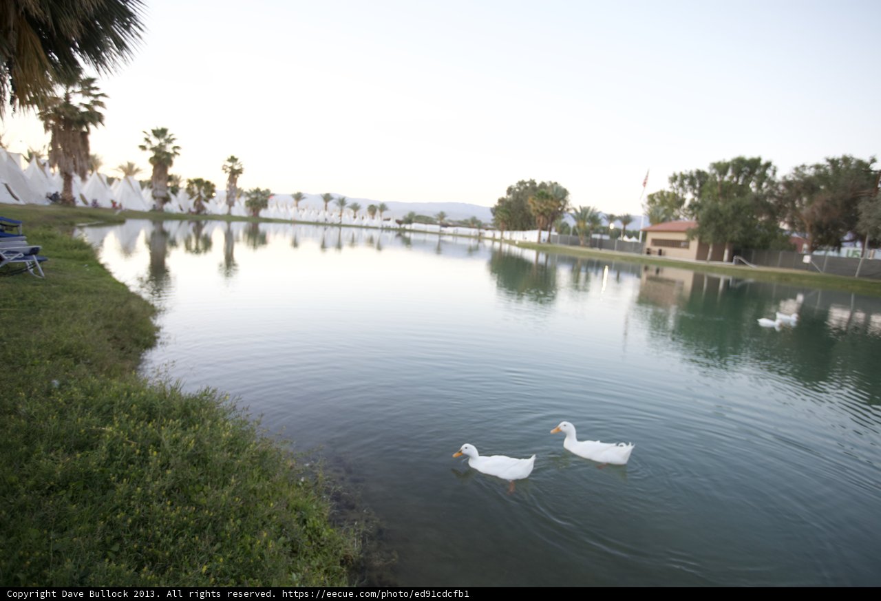 Ducks in the Pond