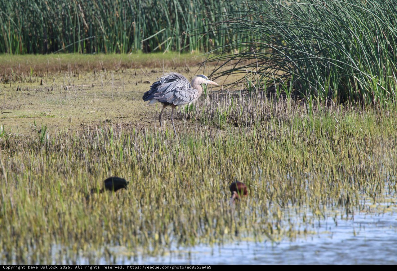 Great Blue Heron Foraging in Wetland Marsh