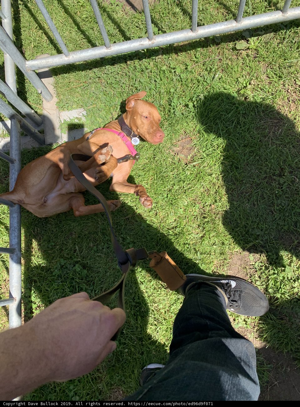 Man and Hound in Golden Gate Park