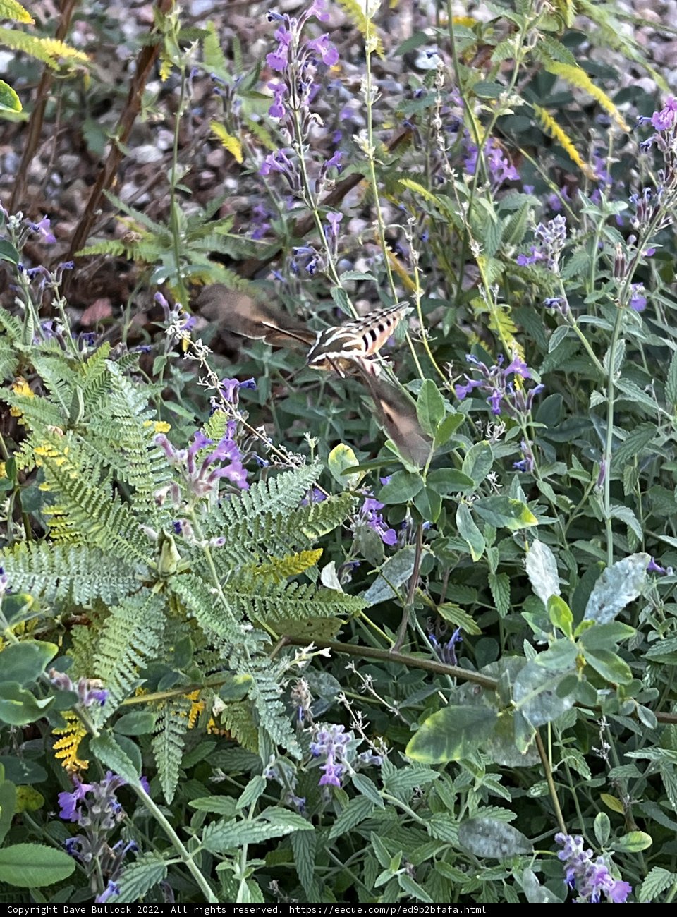 Butterfly Among the Flowers