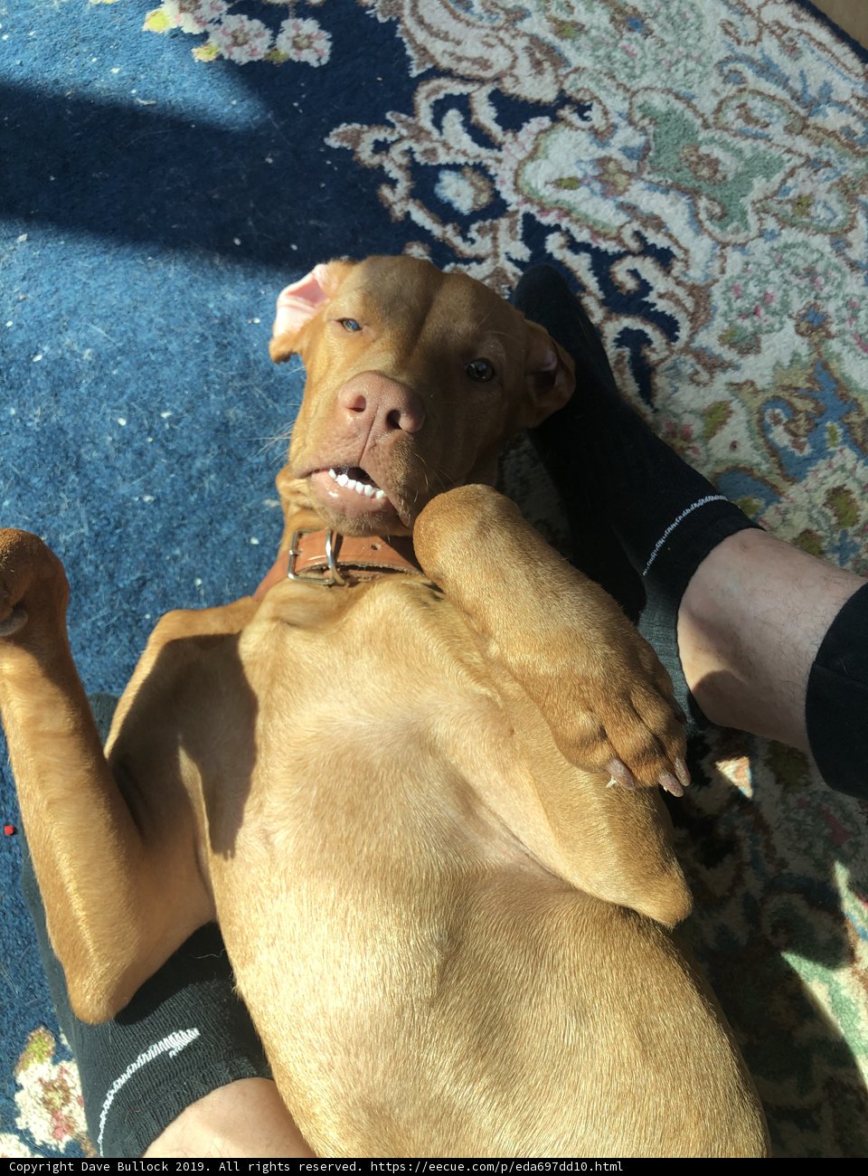 Relaxing Vizsla Puppy in Los Angeles