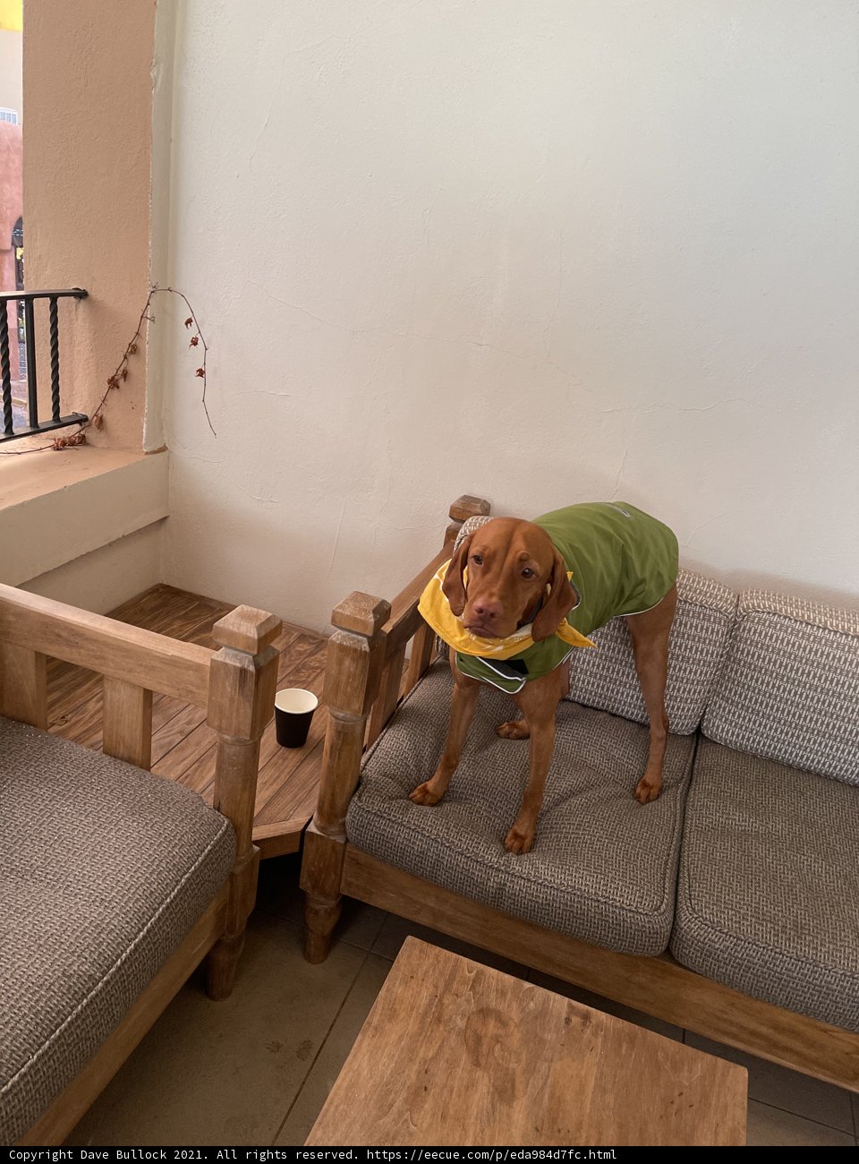Stylish Vizsla on Hardwood Couch