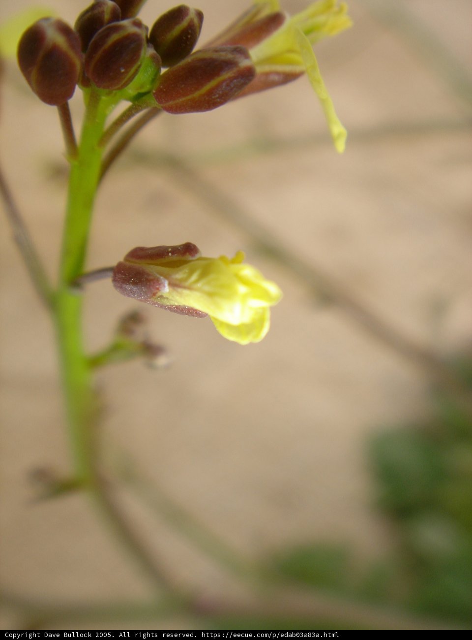 Radiant Yellow