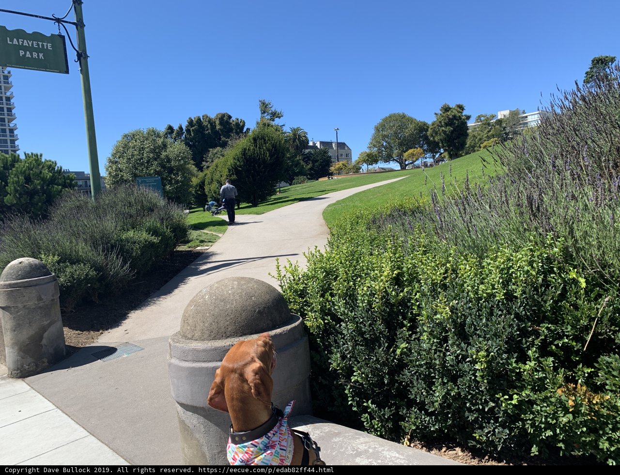 Furry companion on the path