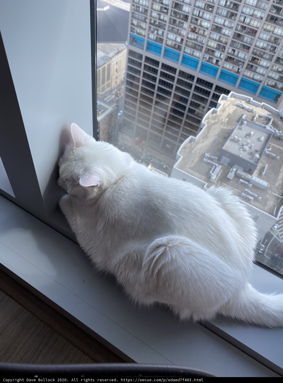 Feline Gazing Out the Cityscape