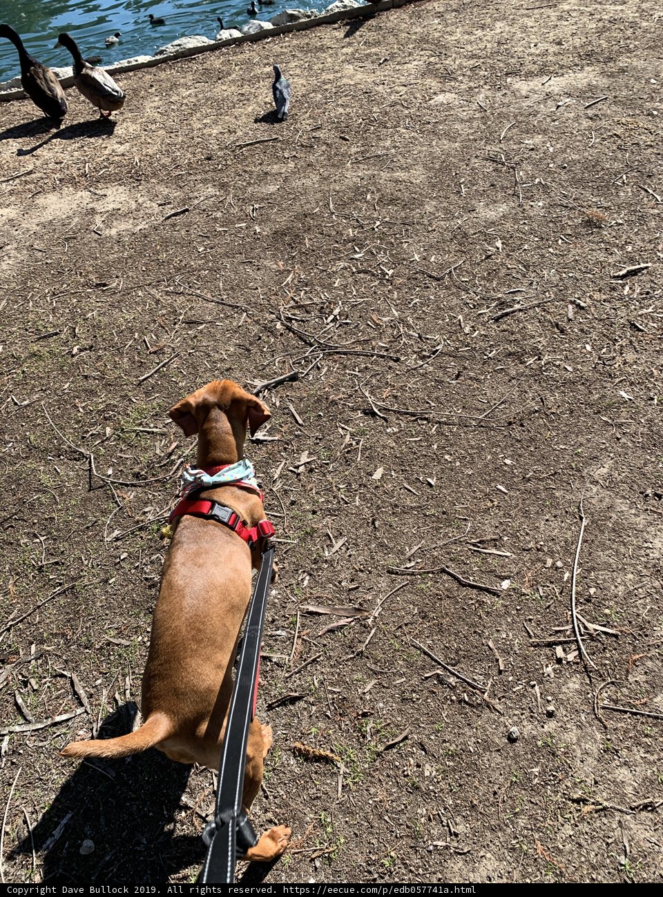Hound Eyeing the Fowl