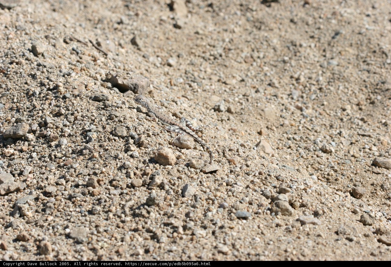 Camouflaged Lizard in Sandy Habitat