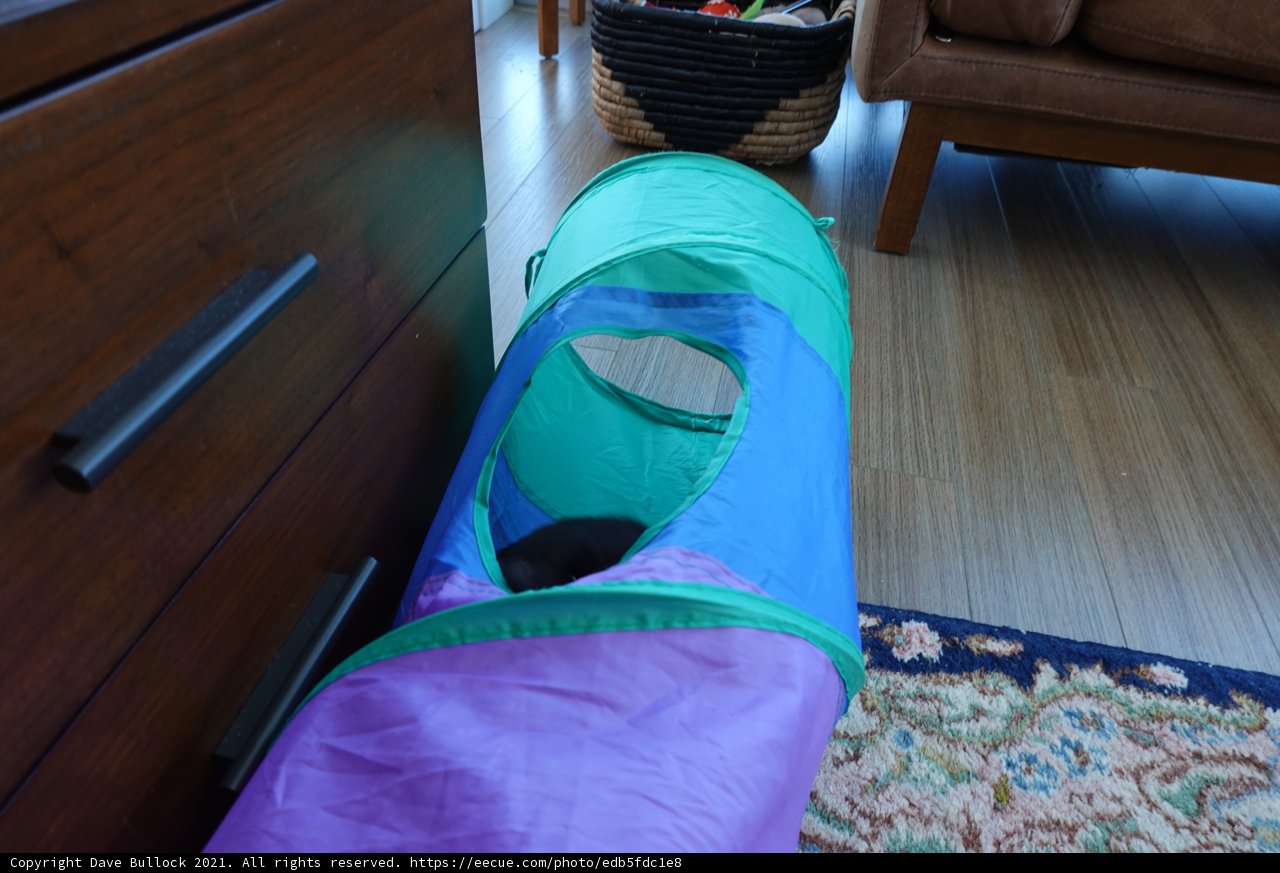 Feline Adventure through the Colorful Tunnel