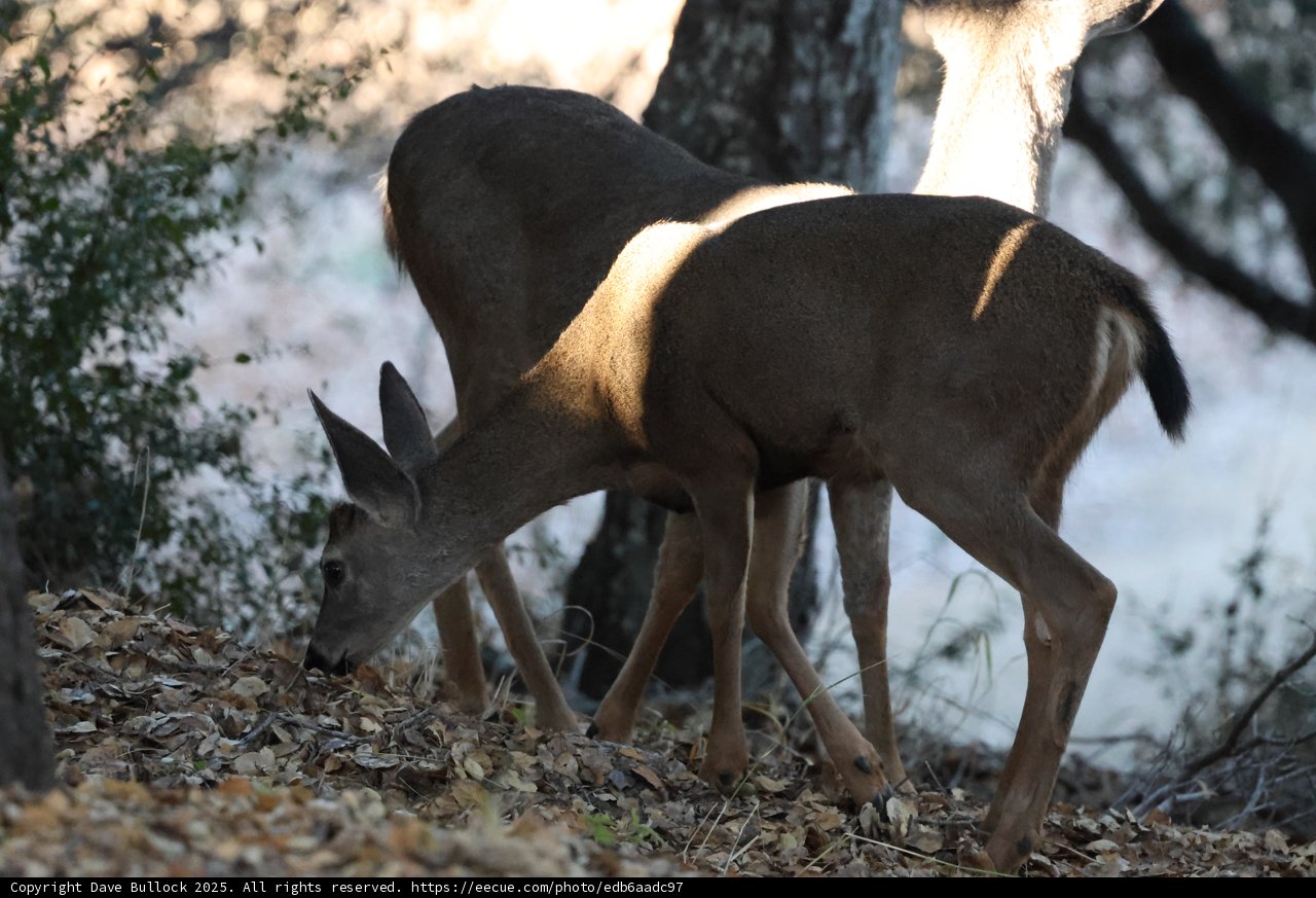 Morning Graze at Carmel Valley Ranch