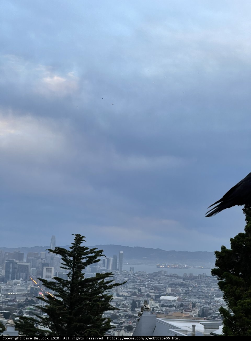 Urban Crow's View