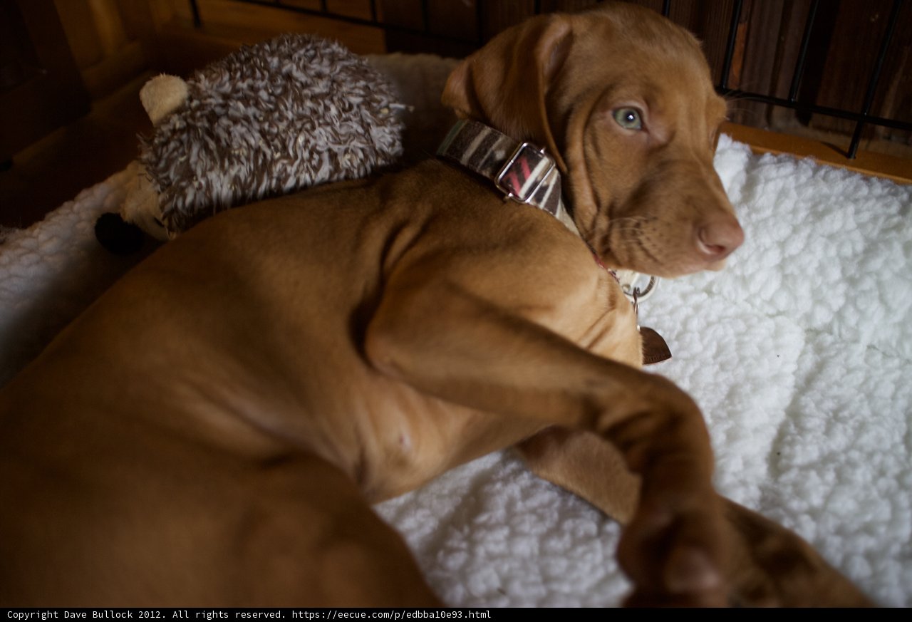 Canine Comfort