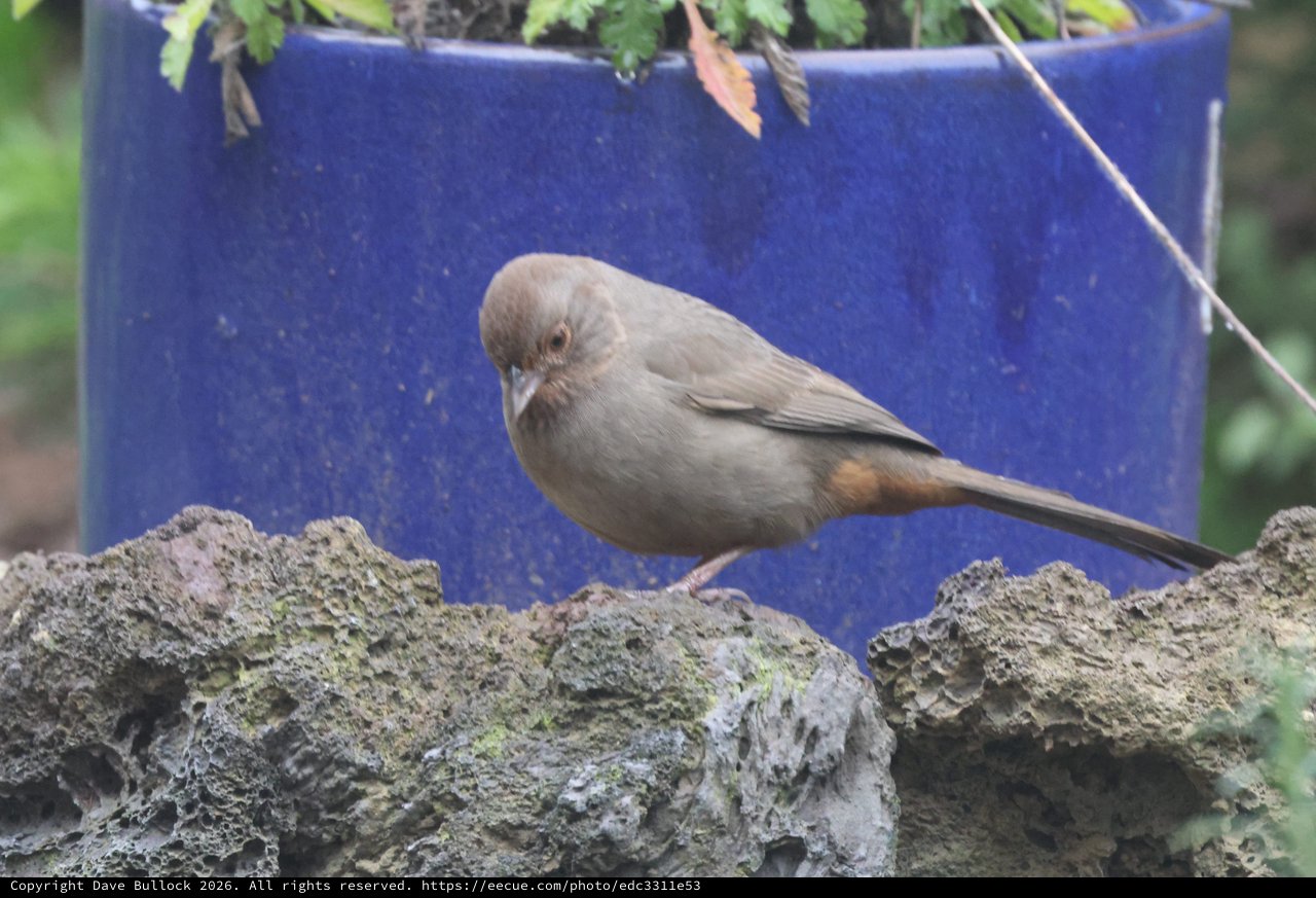 Small Brown Bird Perched on Weathered Garden Wall