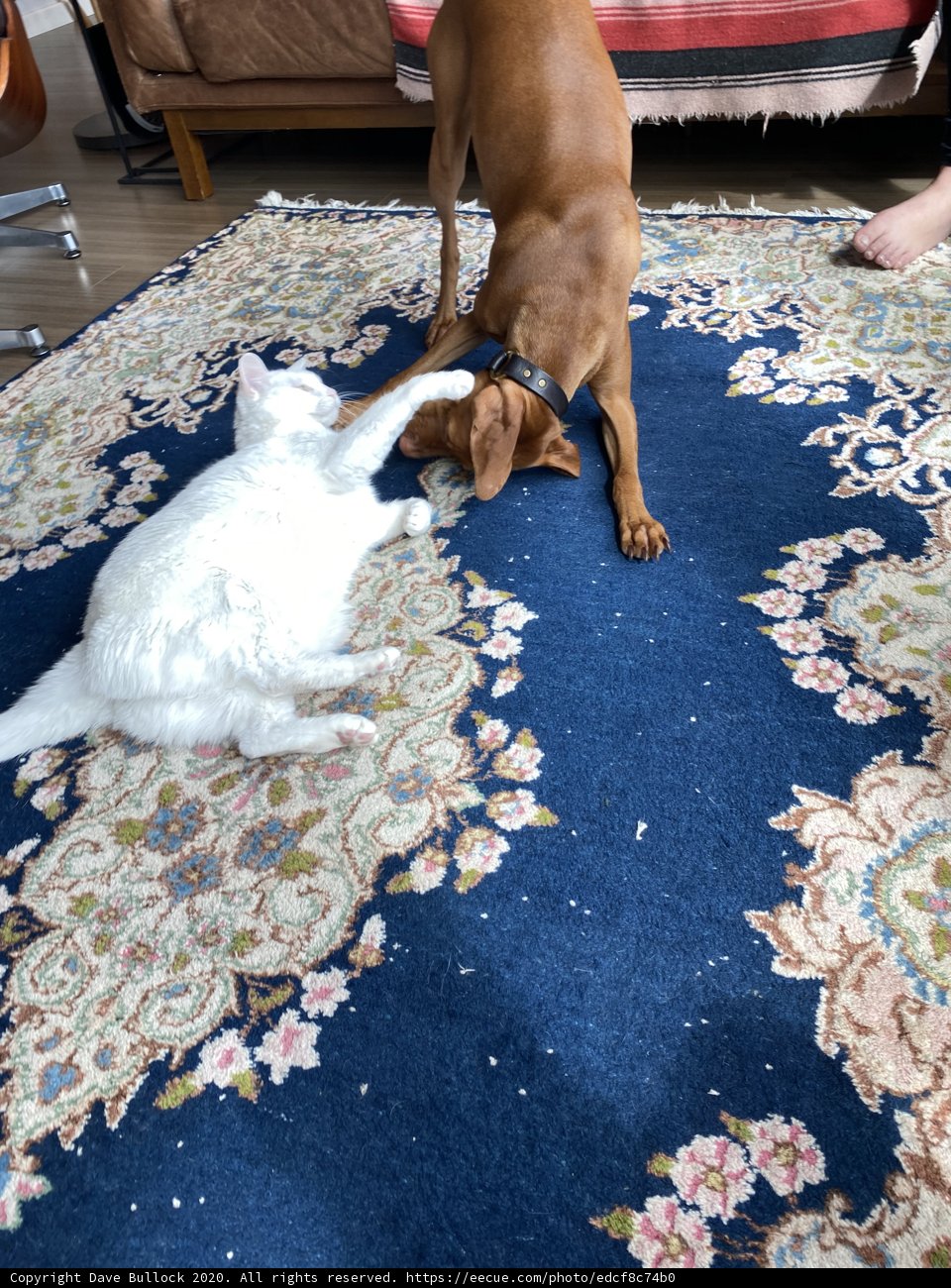 Playtime on the Rug