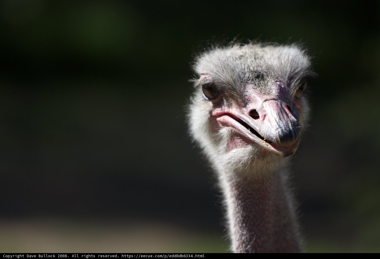 Majestic Ostrich