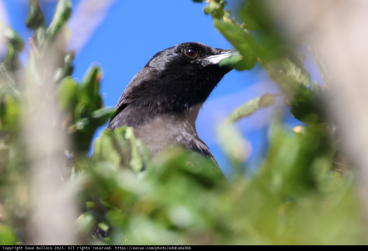 Winged Watcher in the Wilderness