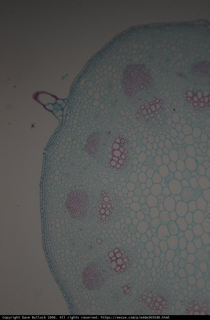 Water and Stains on a Plant Cell