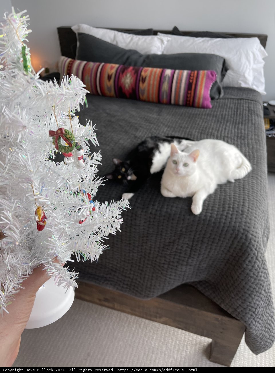 A Cozy Christmas Setting with Feline Friends