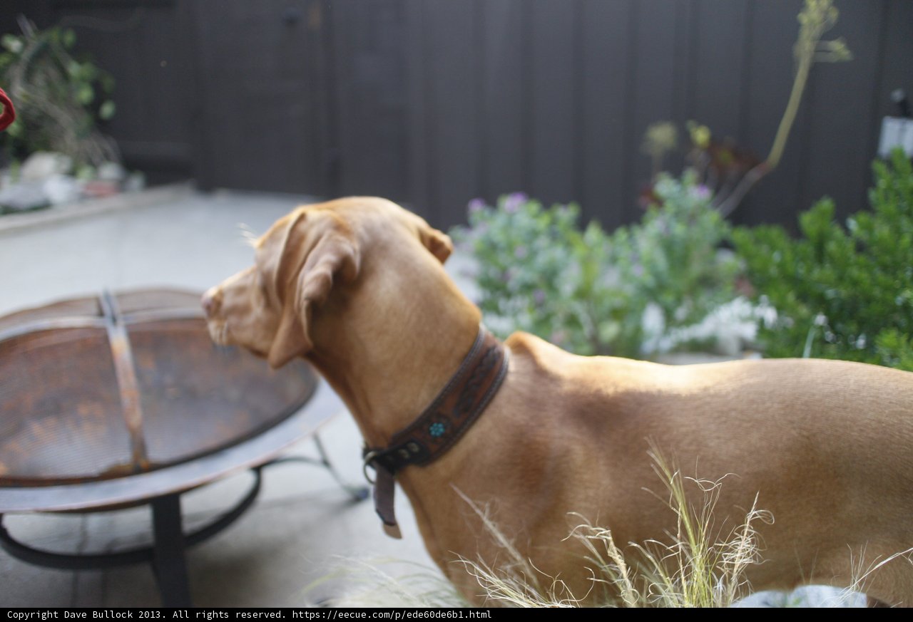 Canine Comfort by the Fire Pit