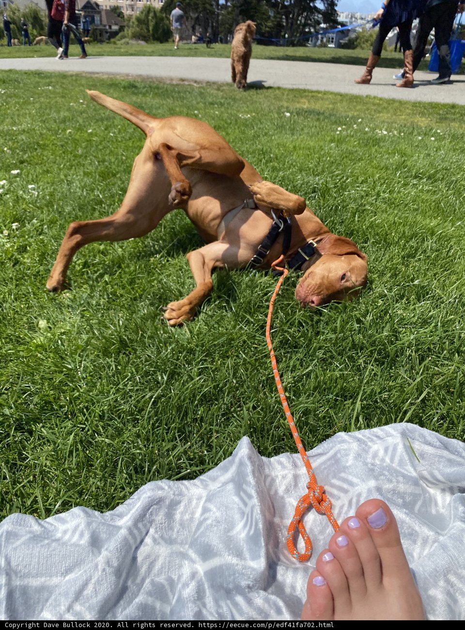 Pawsome Playtime on the Grass