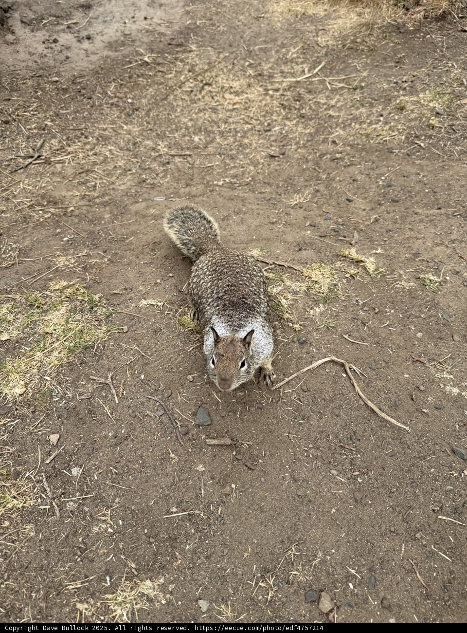 Curious Cambria Resident