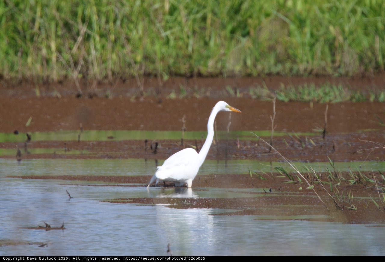 Great Egret Wading in Shallow Wetland Waters