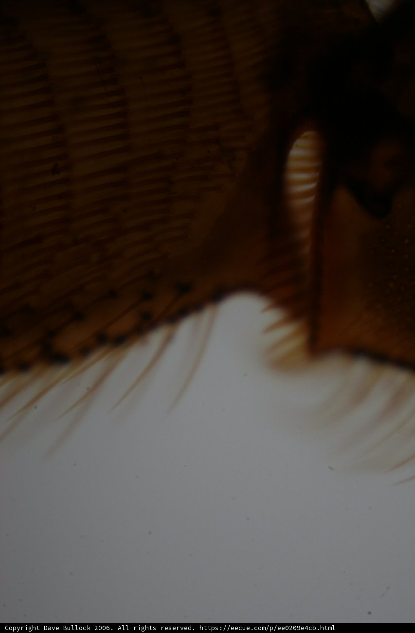 Up Close and Personal with a Flea