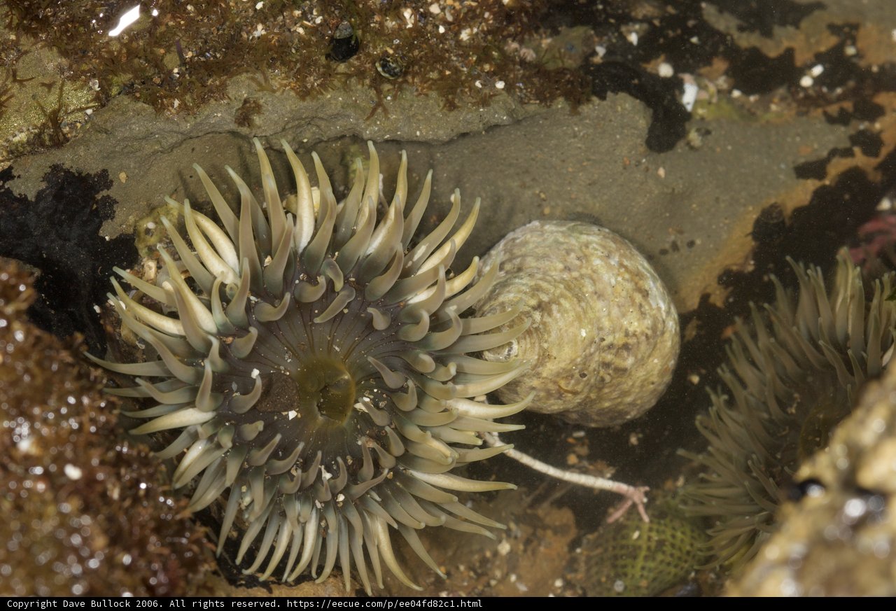Underwater Friends