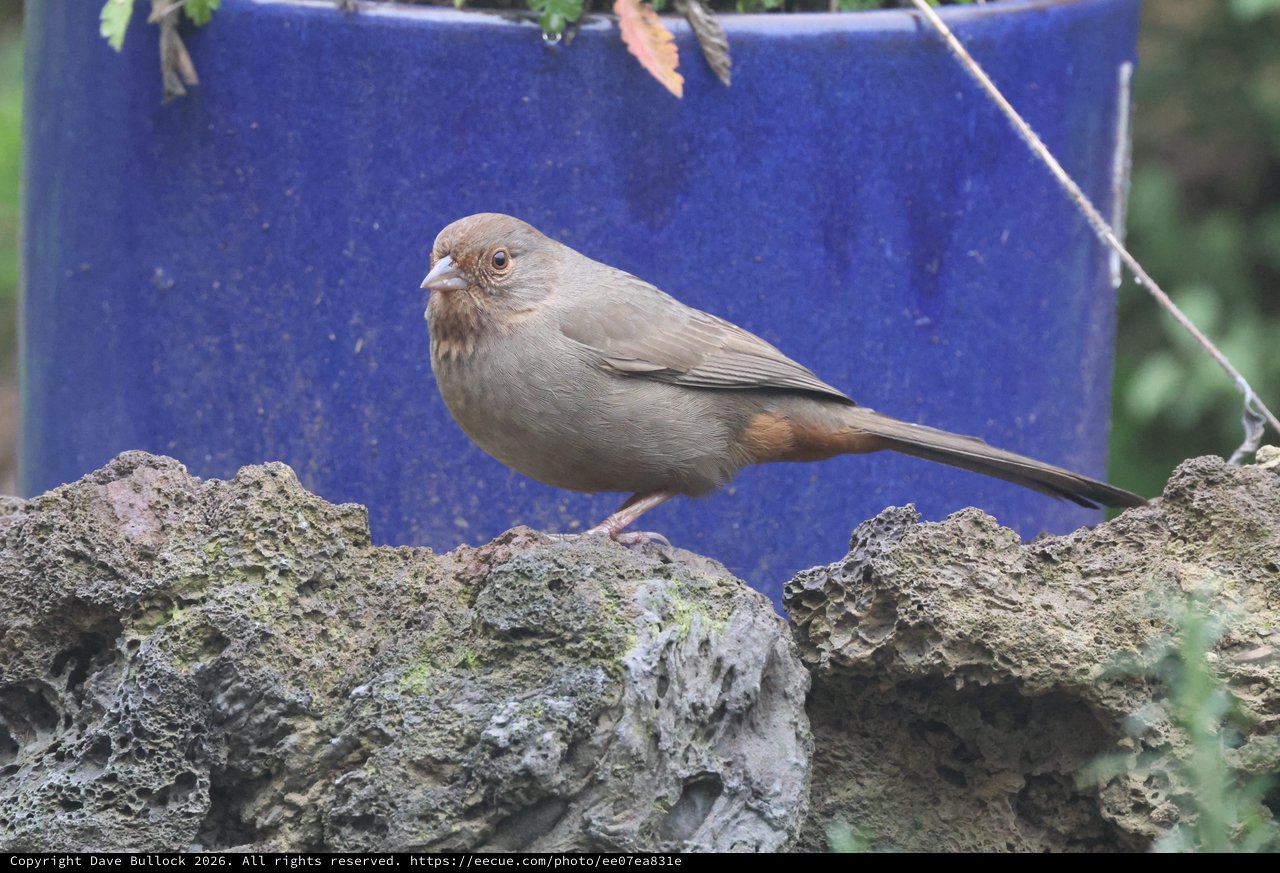 Gray Juvenile Bird Perched on Textured Stone Wall