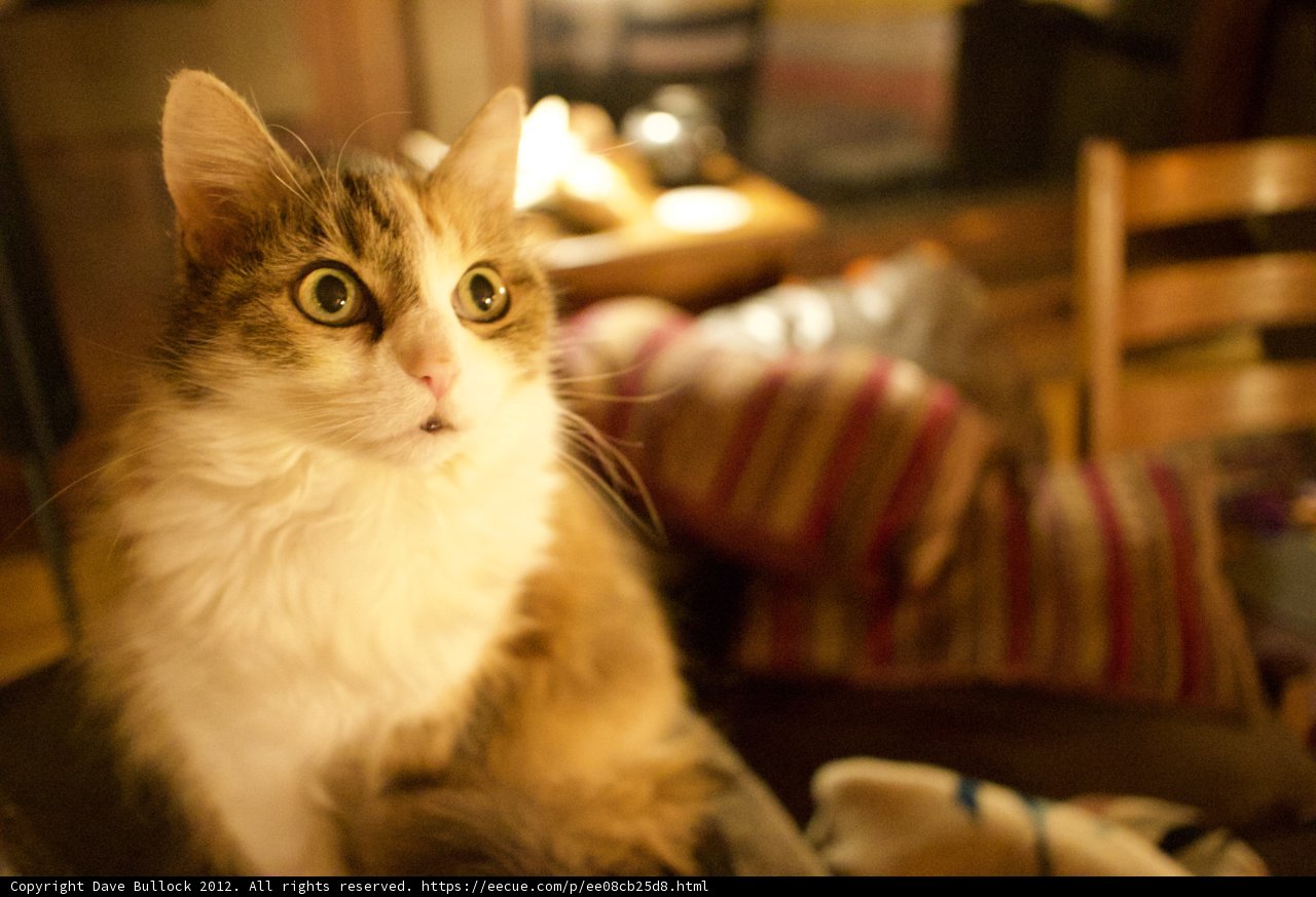 Purrfectly Pawsome on the Couch