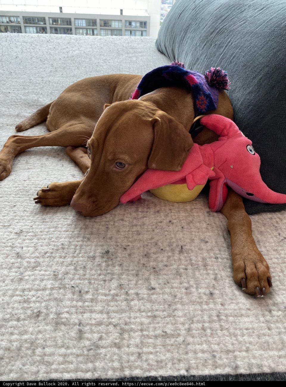Cozy Canine Cuddles