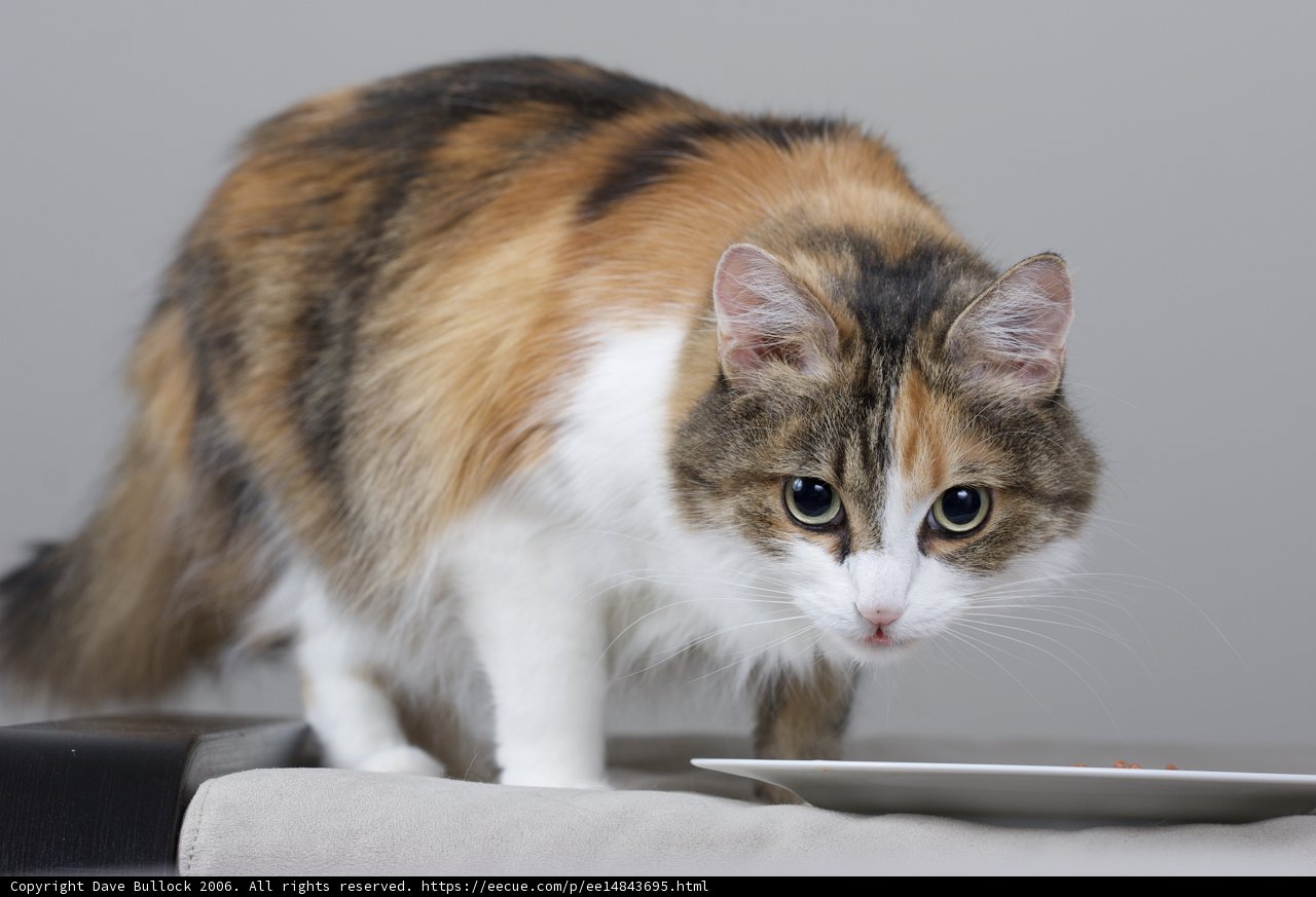 Feline Curiosity