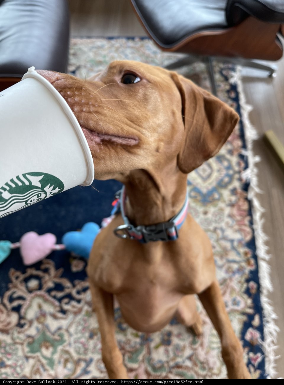Canine Coffee Lover