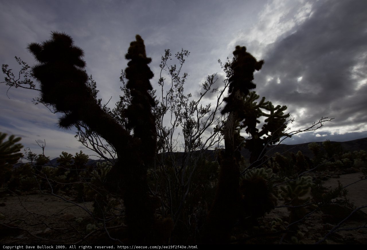Desert Silhouette