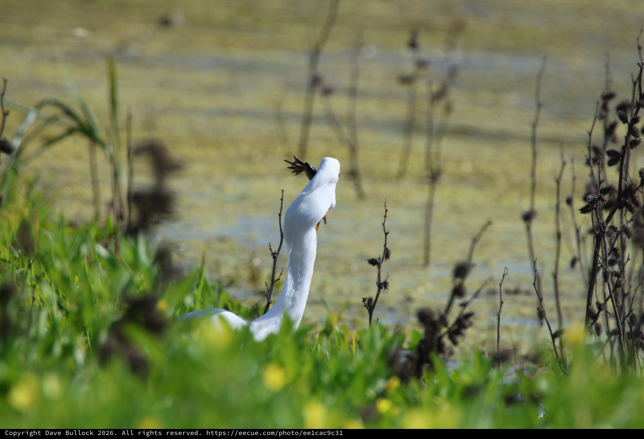 Snowy Egret Preening Among Wetland Vegetation