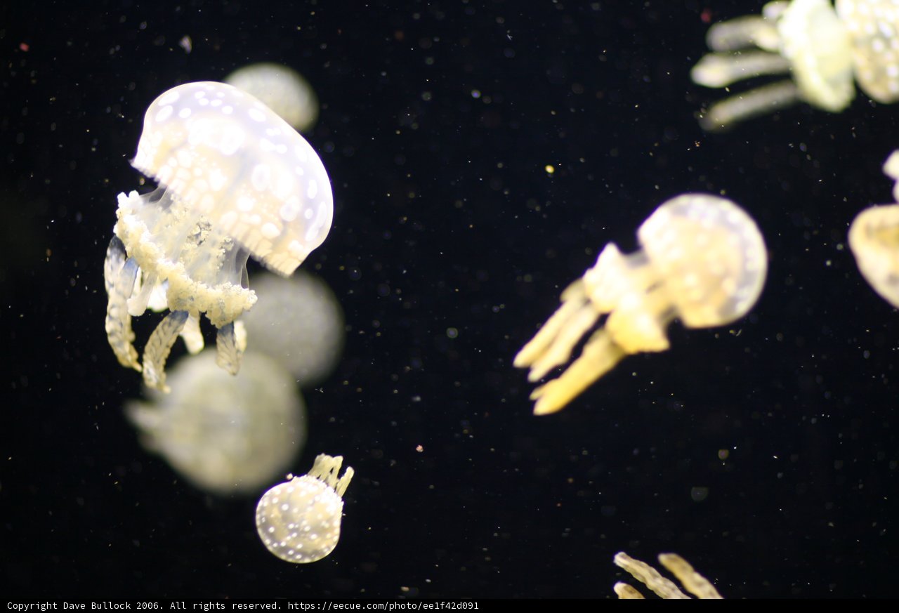 Jellyfish Jam