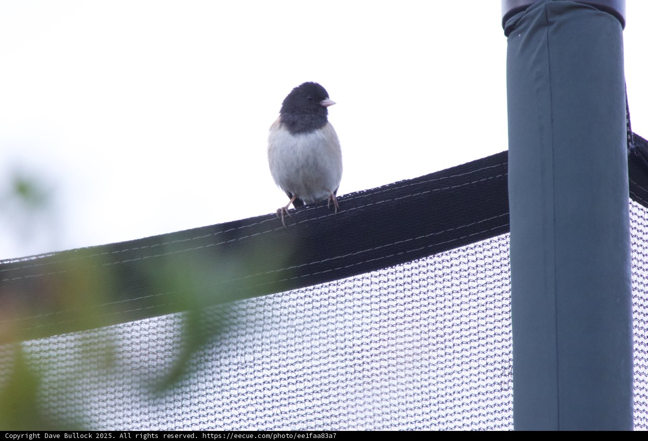 Perched at Dusk