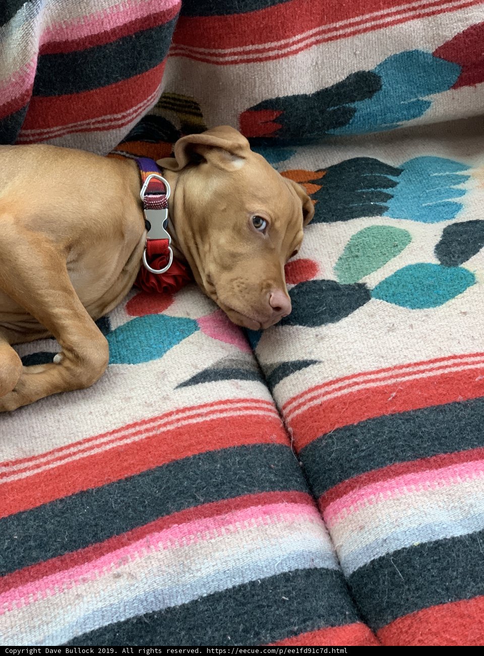 Cozy Canine on the Couch