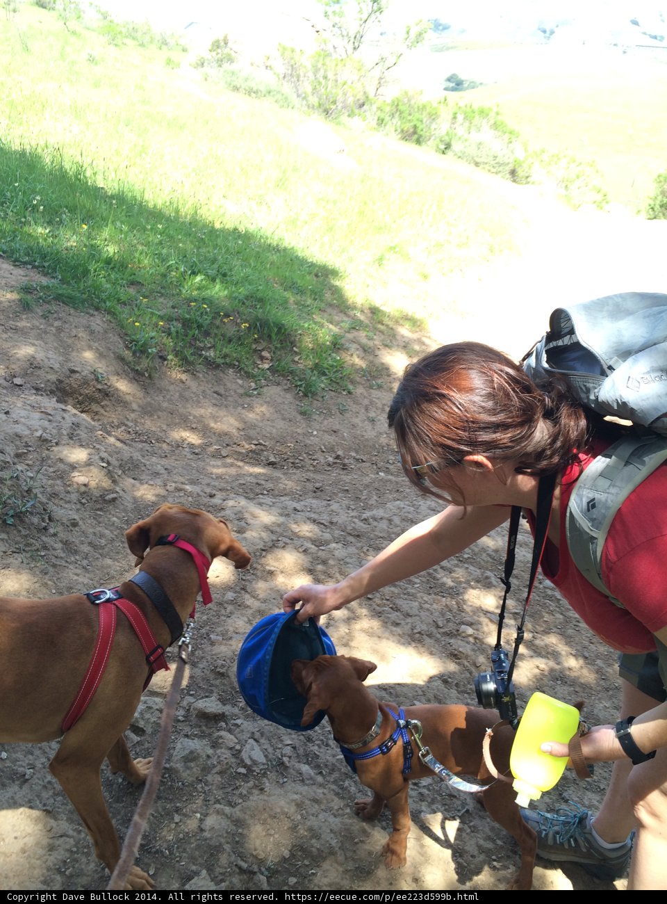 Woman Feeds Two Canine Companions with Blue Container