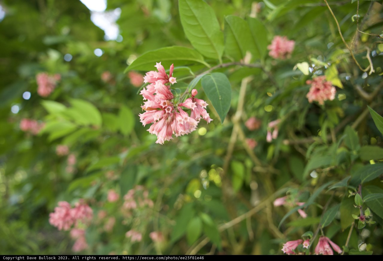 Bouquet of Nature: San Francisco's Floral Marvel