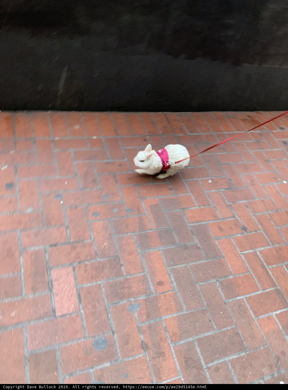 A Pooch with his Precious Leash