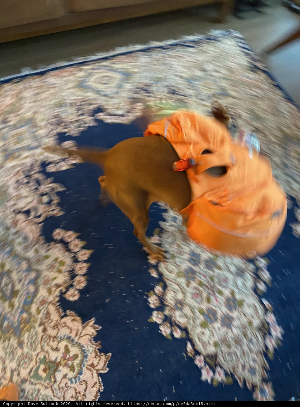 Rover's Ready for Adventure