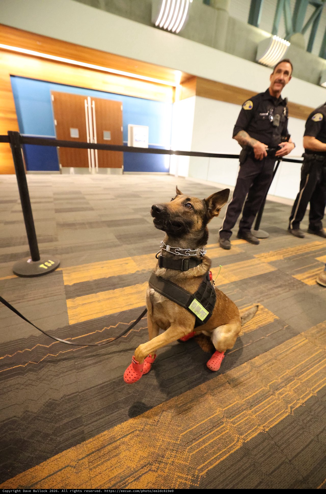 K9 Officer in Red Boots at Airport Security