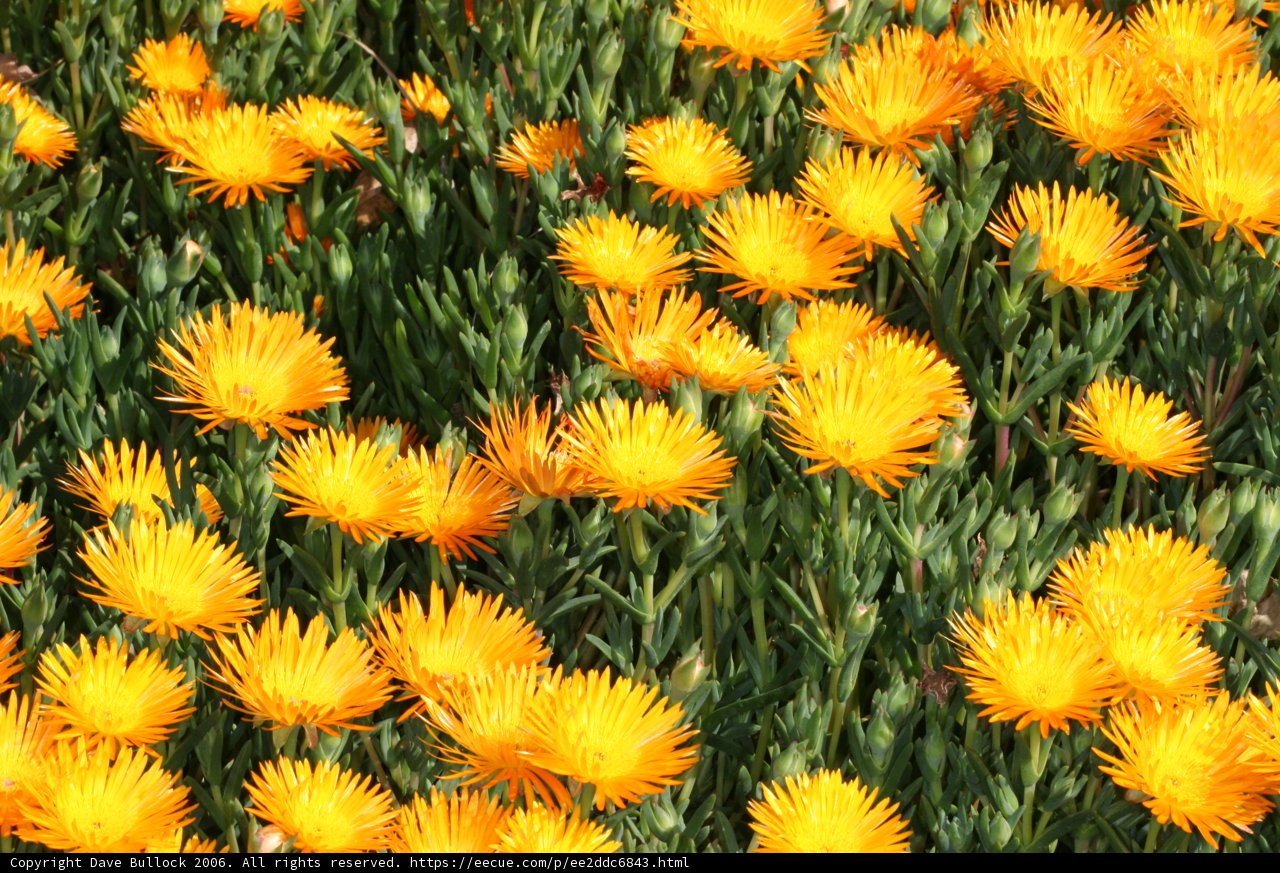A Sea of Yellow Petals