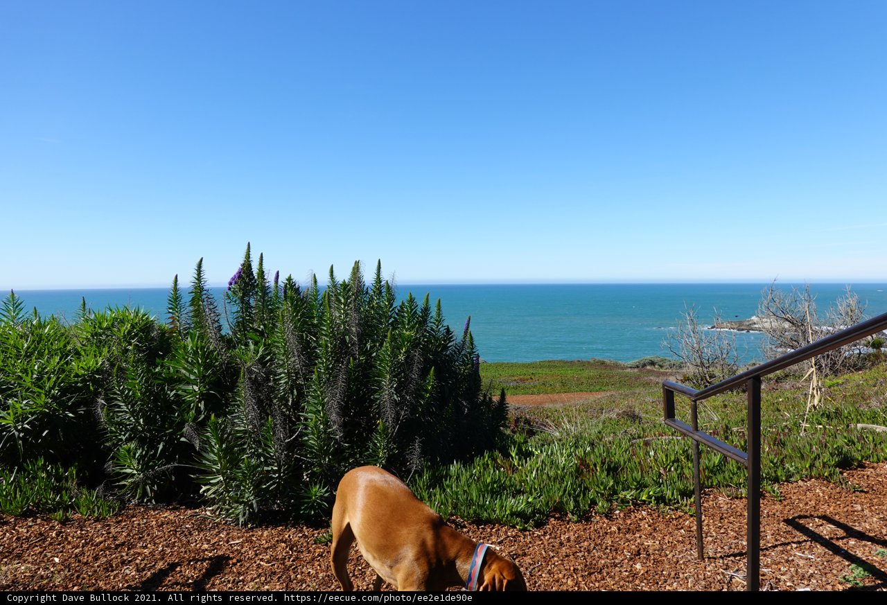 Serene Canine Overlooking the Ocean