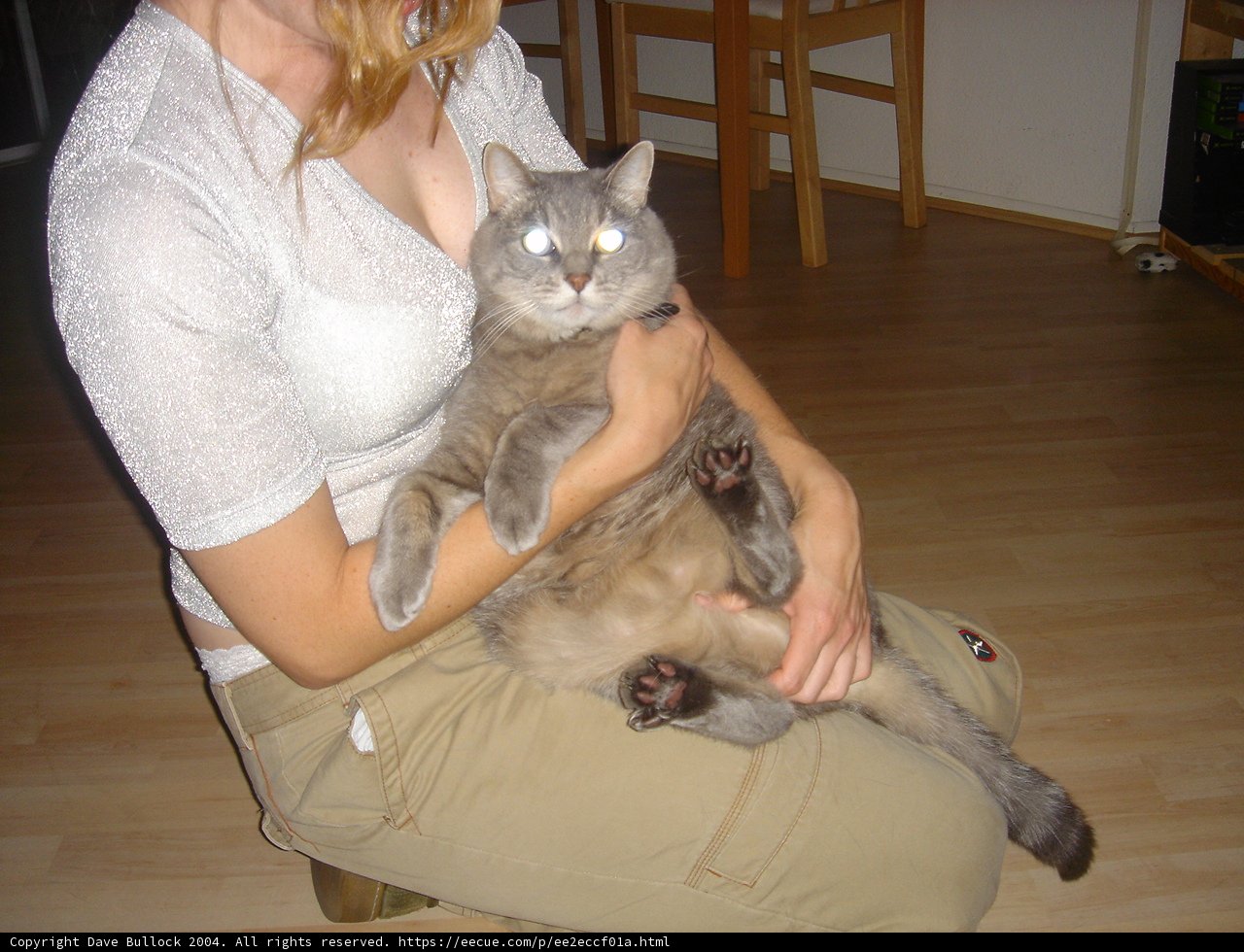 Woman and Abyssinian Cat on Hardwood Flooring
