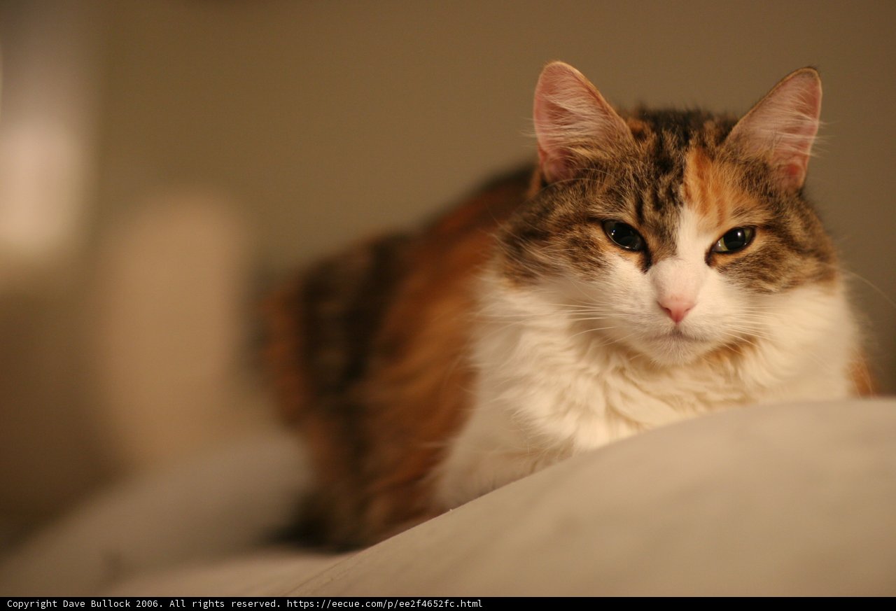 Cozy Calico Cat