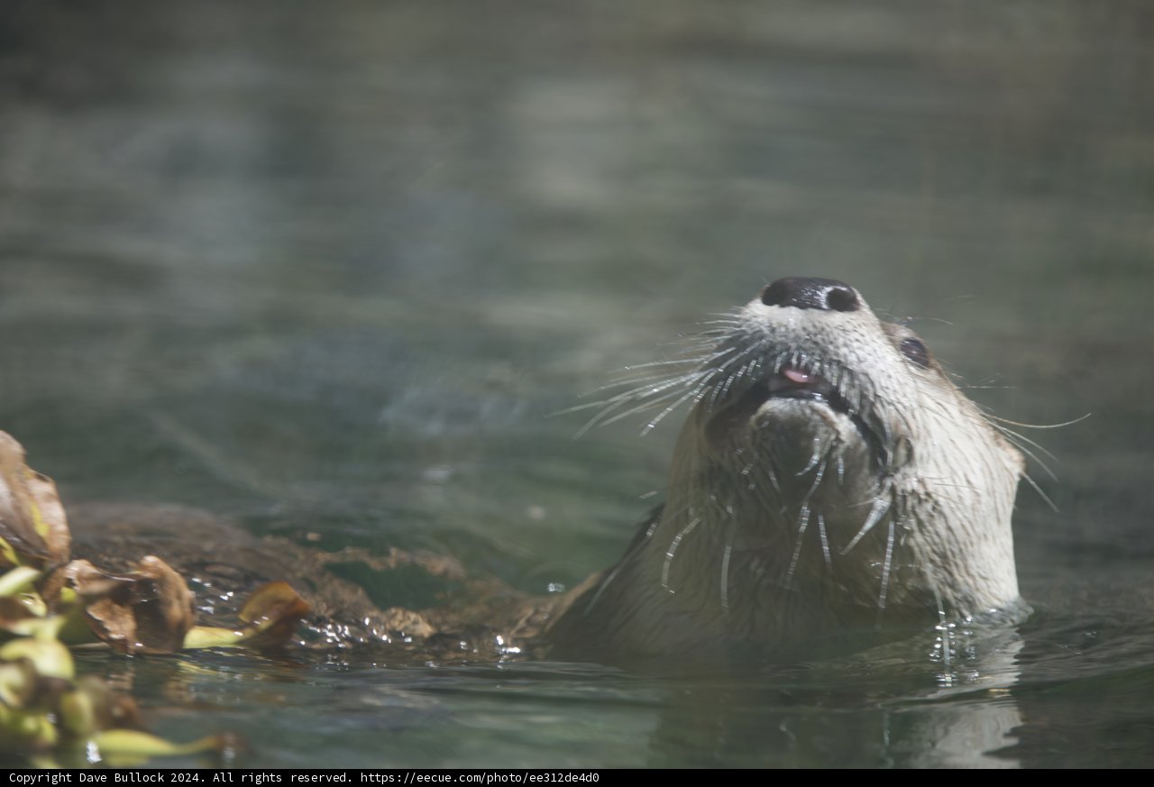 Curious Otter in Walnut Creek