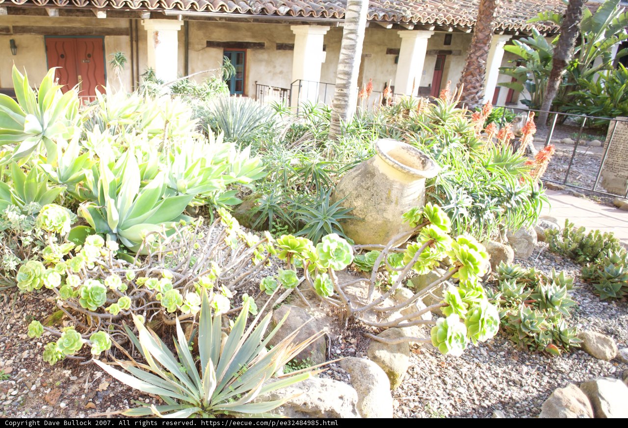 Serene Villa Garden with Flora and Fauna