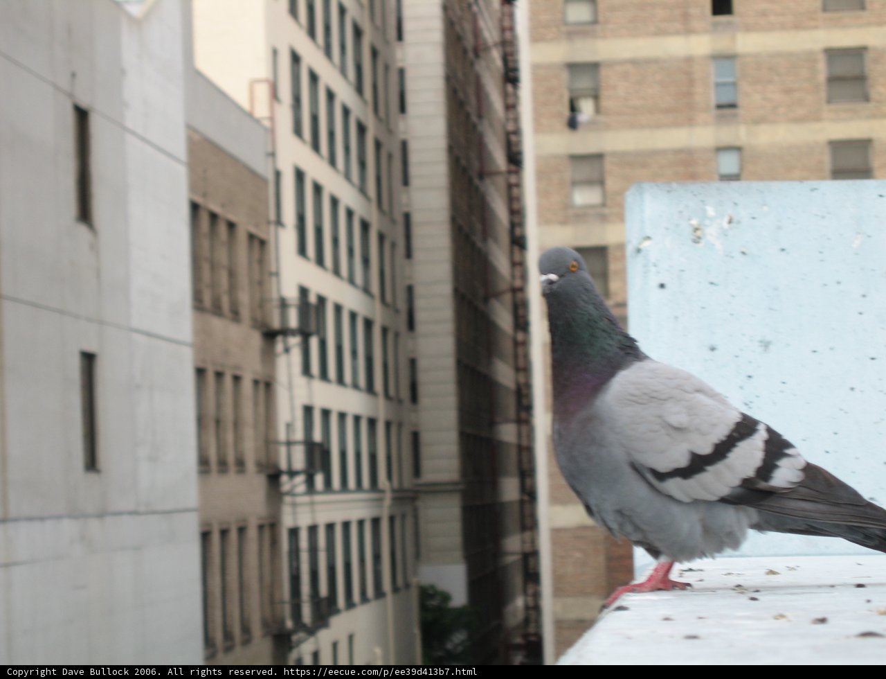 Ledge Visitor